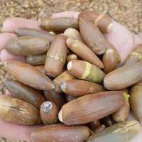 فروش یونجه درجه یک وبلوط|عمدهفروشی|رامهرمز, |دیوار