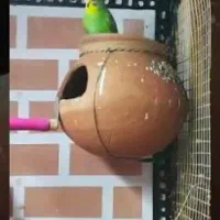 ۱۰عدد لونه کوزه ای عالی