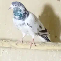 کبوتر پرشی|پرنده|شهر ری, سیزده آبان|دیوار