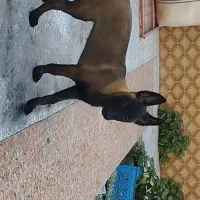 مالینویز جهت کشش و توله