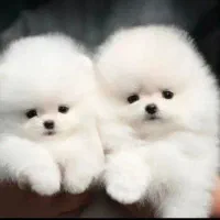 پامرانین پودل چاوچاو