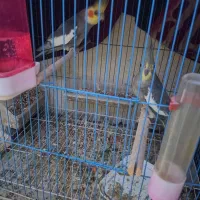 عروس هلندی با جوجه لوتینو