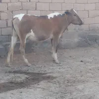 فروش گاو