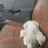 توله سگ گله