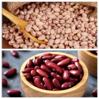 عمده فروشی مواد غذایی