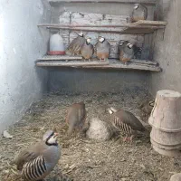 بلدرچین کوهی