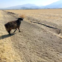 شیشک قوچ جوان