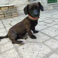 فروش سگ|سگ|ورامین, خیر آباد|دیوار