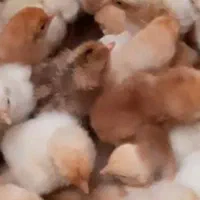 جوجه تخمگذار لوهمن نسل اول اصیل|حیوانات مزرعه|تهران, بازار|دیوار