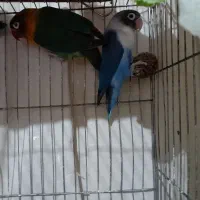 کوتوله برزیلی خونگی آبی ویولت جوجه و مولد با قفس