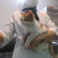 گربه نارنجی