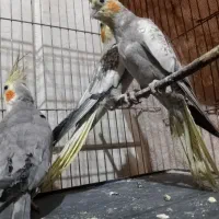 عروس‌هلندی|پرنده|نیشابور, خیام|دیوار