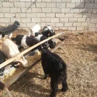 تعدای کهره وچبش نر|حیوانات مزرعه|حنا, |دیوار