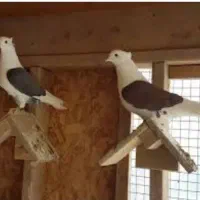 خرید و فروش کفتر