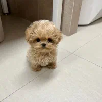 سگ تو جیبی|سگ|شیراز, آبیاری|دیوار