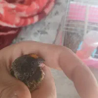 سره گلبسر|پرنده|برخوار, |دیوار