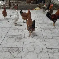 فروش ۵عددخروس
