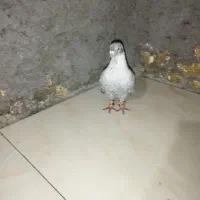 کبوتر|پرنده|باوی, |دیوار