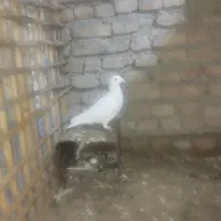 کبوتر فروشی|پرنده|گنبد کاووس, |دیوار