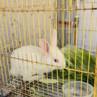 خرگوش خانگی|موش و خرگوش|دوگنبدان, |دیوار