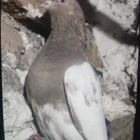 کبوتر سینه سیاه و سرخ|پرنده|ارطه, |دیوار