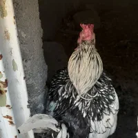 خروس سیبرایت