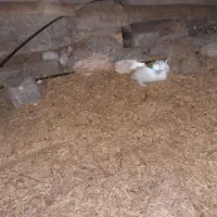 خرگوش فروشی|موش و خرگوش|قم, شهرک قدس|دیوار