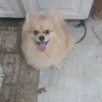 سگ پامرانین