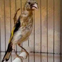 جوجه سهره کال