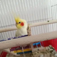 عروس هلندی جفت لوتینو