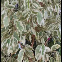 گل بنجامین|گل و گیاه طبیعی|نوشین شهر, |دیوار