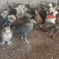 جوجه