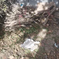 کنده و هیزم انار و پسته مخصوص اتش