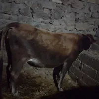 گاو نوین ابستن