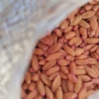 بذر گندم دیم|عمدهفروشی|الیگودرز, |دیوار