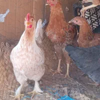 مرغ محلی|حیوانات مزرعه|بهبهان, |دیوار