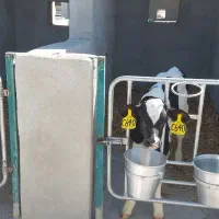 درب گوساله دانی