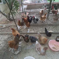 جوجه ویاندوت لهستانی گلین|پرنده|اصفهان, براآن شمالی|دیوار