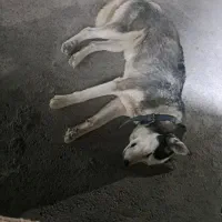 سگ هاسگی