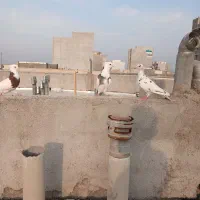 ۱عدد طوقی سیاه نر