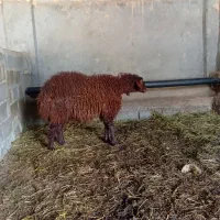 بره ماده قلم دار