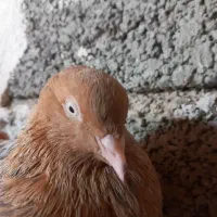 کله ای|پرنده|بندر گناوه, |دیوار