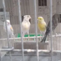 ماده قناری تازه صاف بدونه پر خراب