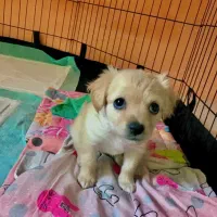 فوری پامر فسقلی کوچولو