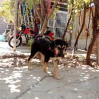 توله دورگ پژدر سرابی|سگ|قوچان, |دیوار