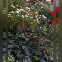 دورهمی مخصوص بانوان ۲۲ مهر