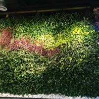 دیوارسبز طبیعی و مصنوعی(گرینوال)بازدید رایگان.گل