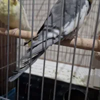 عروس هلندی یک جفت نروماده|پرنده|اصفهان, دستگرده|دیوار