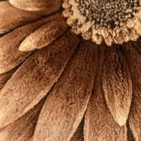 پادری درحدنو|پادری|تهران, خلیج فارس|دیوار