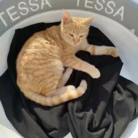 گربه گمشده|گربه|زابل, |دیوار